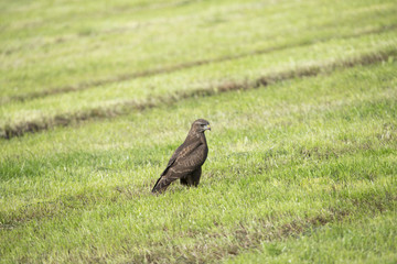 Common Buzzard waiting for prey.