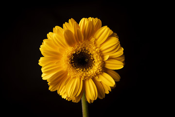 Yellow sunflower close up shot on a black background