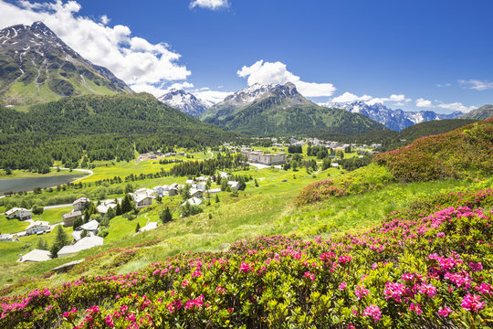 Rhododendrons in flower with Maloja Pass in the background, Maloja Pass, Engadine, Graubunden