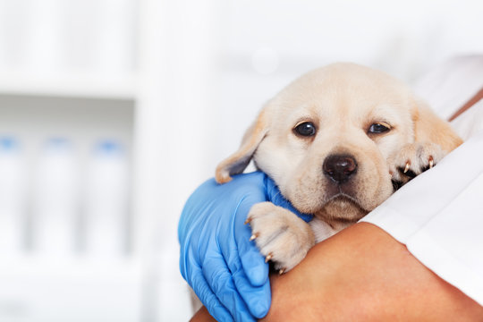 Veterinary healthcare professional holding a cute labrador puppy dog