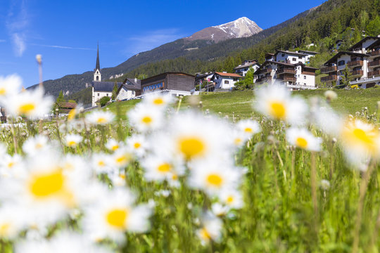 Daisy flowers in Davos Wiesen, Parc Ela, Prettigau/Davos, Graubunden