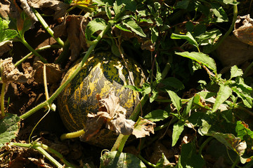natural melon in the garden,
