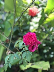 Close up of beautiful pink flower in the morning. Rose bush, usually covered with spines