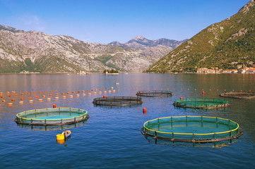 Obraz premium Fish farm. Montenegro, Adriatic Sea, view of Bay of Kotor with two small islands
