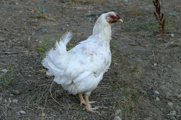 white chicken close-up,

