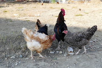 freckled rooster Turkey, Denizli rooster, close-up,

