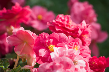 Background of pink begonia flowers, macro, soft focus