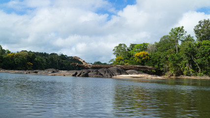 Fototapeta na wymiar River in the amazon rainforest in Suriname (south America)