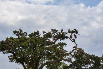 vulture