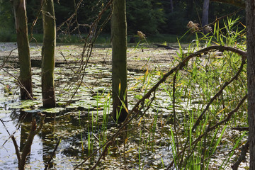 trees in the water 3