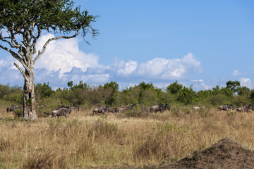migration in the Masai Mara Kenya