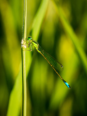 Image of a green damselfly sitting in a rice field on a perfectly straight straw..