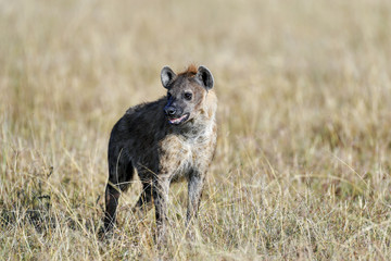 Hyena