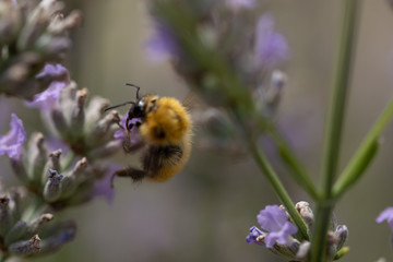 Impollinazione