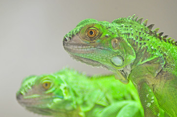 Iguana