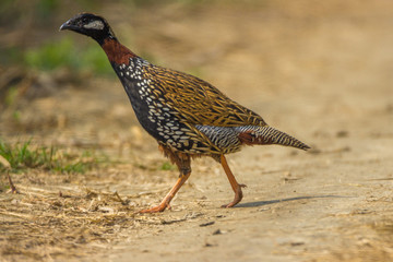 portrait of pheasant