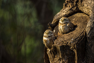 owl on the tree