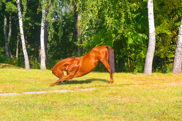 red horse performs a royal salute in the open air