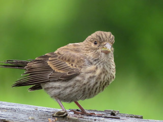 sparrow on fence