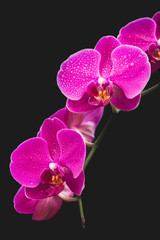 Naklejka na ściany i meble Beautiful delicate orchid flowers shot in soft light