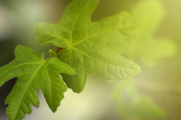 closeup green leaf background with light effect