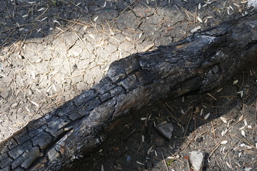 damaged by fire has burned pine trees in the forest,
