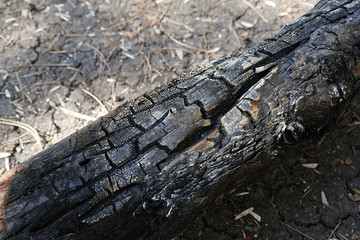 damaged by fire has burned pine trees in the forest,
