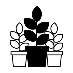 potted plants natural decoration ornament