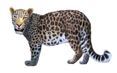 Naklejka premium Leopard