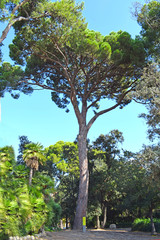          Pino grande en Parque Torre Blanca  de Sant Just Barcelona 


