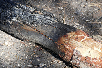 damaged by fire has burned pine trees in the forest,

