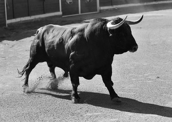 toro español corriendo en una plaza de toros