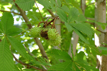 horse chestnut tree and horse chestnut fruit,

