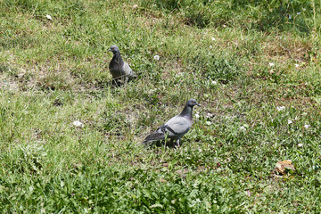 pigeons fed in green grass,

