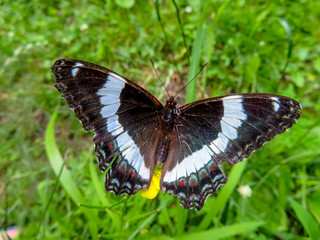 butterfly on flower