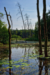 swamp forest