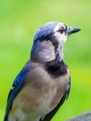 blue jay