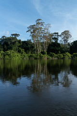 reflection of trees in the water