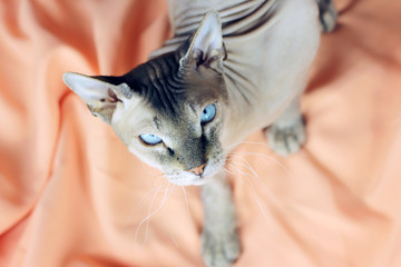 Sphinx cat with beautiful eyes, the concept of wealth