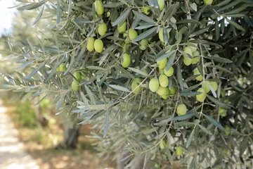 Crédence de cuisine en verre imprimé Olivier Branches d& 39 olivier aux olives vertes avant la récolte.