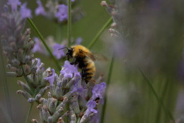 Impollinazione