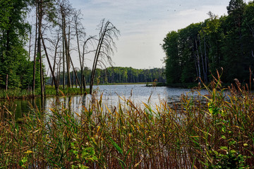 lake surrounded by forest