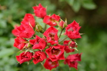 Rose in the garden, Japan