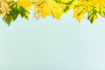 Naklejka na ściany i meble Beautiful frame of yellow-green fallen maple leaves on a cardboard background. Copy space