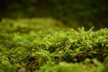 Lice growing moss, Japan