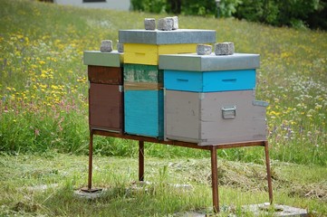 mountain italian forest tree apiary nature