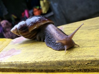 Slimy Sluggish Snail