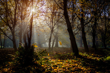 Autumn in the city park. The city of Khmelnitsky