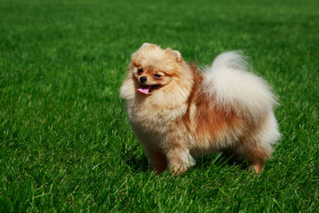 The dog breed pomeranian spitz