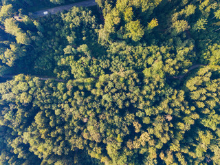 Aerial view of forest in Switzerland, Europe